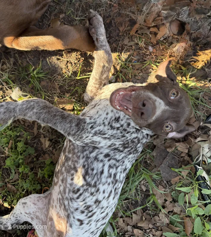 Birdie – German Shorthaired Pointer puppy for sale in Trenton, FL