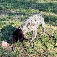 Birdie, a female German Shorthaired Pointer for sale in Trenton, FL – Photo 6 of 9