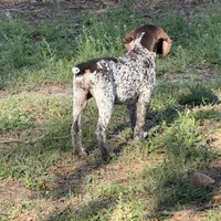 Birdie, a female German Shorthaired Pointer for sale in Trenton, FL – Photo 7 of 9