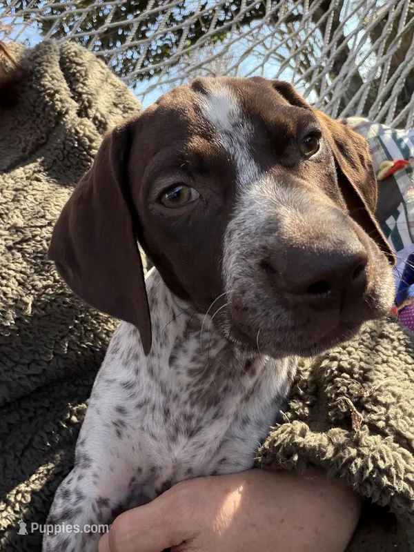 Jenny , a female German Shorthaired Pointer for sale in Trenton, FL – Photo 1 of 3