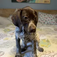 Birdie, a female German Shorthaired Pointer for sale in Trenton, FL – Photo 5 of 9