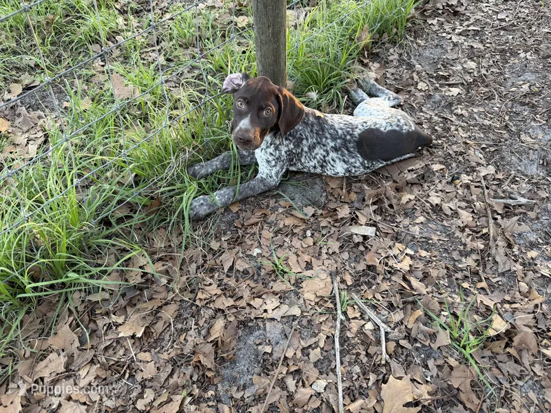 Birdie – German Shorthaired Pointer puppy on hold in Trenton, FL