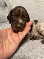 Trigger, a male German Shorthaired Pointer for sale in Trenton, FL – 3 of 7
