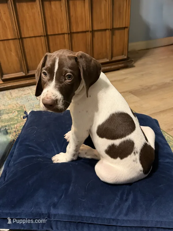 Trigger  – German Shorthaired Pointer puppy for sale in Trenton, FL