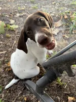  G Loomis, a male German Shorthaired Pointer for sale in Trenton, FL – 3 of 9
