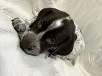 Maverick, a male German Shorthaired Pointer for sale in Trenton, FL – 2 of 10