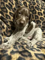 Shimano, a male German Shorthaired Pointer for sale in Trenton, FL – 4 of 4
