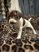 Mahi , a male German Shorthaired Pointer for sale in Trenton, FL – 10 of 10