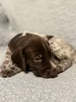 Trigger, a male German Shorthaired Pointer for sale in Trenton, FL – 1 of 7