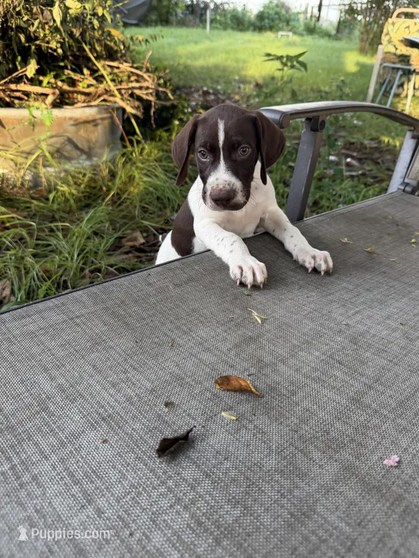 Trigger  – German Shorthaired Pointer puppy for sale in Trenton, FL