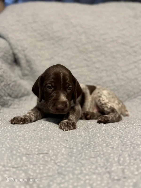 Trigger – German Shorthaired Pointer puppy for sale in Trenton, FL
