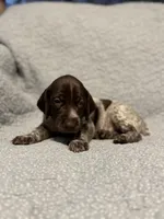 Trigger, a male German Shorthaired Pointer for sale in Trenton, FL – 4 of 7