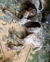 Goose, a female German Shorthaired Pointer for sale in Trenton, FL – Photo 2 of 7