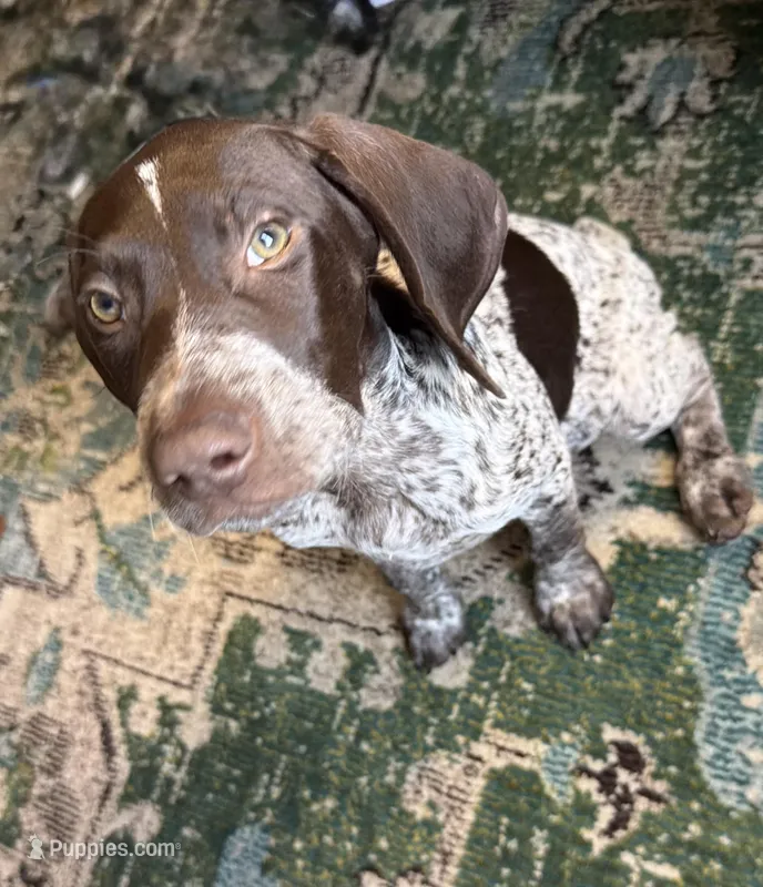 Goose, a female German Shorthaired Pointer for sale in Trenton, FL – Photo 1 of 7