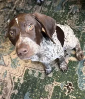 Goose, a female German Shorthaired Pointer for sale in Trenton, FL – Photo 1 of 7