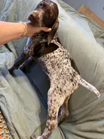 Goose, a female German Shorthaired Pointer for sale in Trenton, FL – Photo 7 of 7