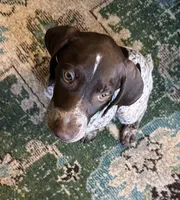 Goose, a female German Shorthaired Pointer for sale in Trenton, FL – Photo 3 of 7