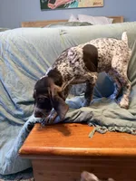 Goose, a female German Shorthaired Pointer for sale in Trenton, FL – Photo 5 of 7