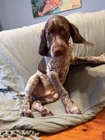 Goose, a female German Shorthaired Pointer for sale in Trenton, FL – Photo 6 of 7