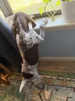 Goose, a female German Shorthaired Pointer for sale in Trenton, FL – Photo 4 of 7