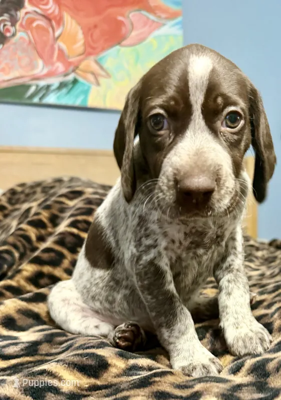 Luna – German Shorthaired Pointer puppy for sale in Trenton, FL