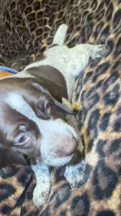 Luna, a female German Shorthaired Pointer for sale in Trenton, FL – 10 of 10