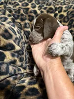 Sunny, a female German Shorthaired Pointer for sale in Trenton, FL – 5 of 8