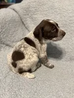 Maverick, a male German Shorthaired Pointer for sale in Trenton, FL – 9 of 10