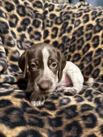 Sunny, a female German Shorthaired Pointer for sale in Trenton, FL – 2 of 8