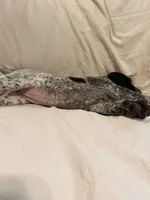 Luna, a female German Shorthaired Pointer for sale in Trenton, FL – 4 of 10