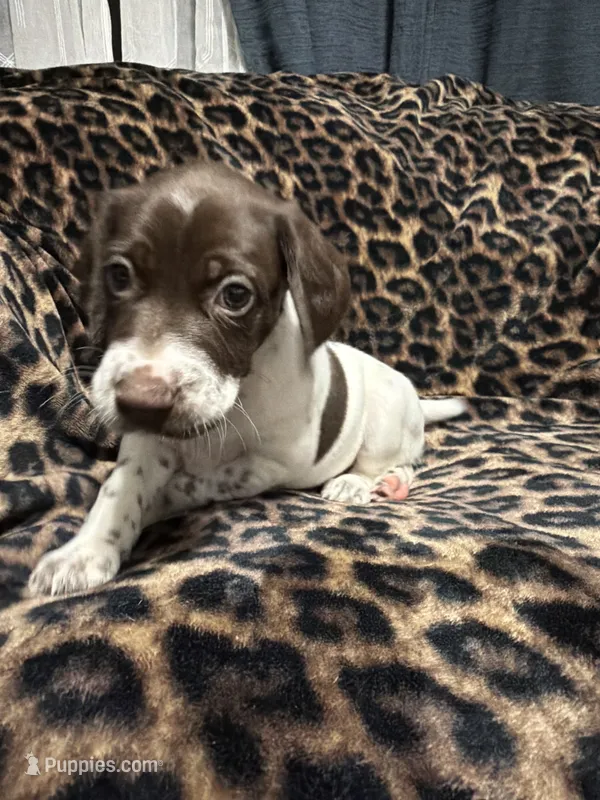 Mahi  – German Shorthaired Pointer puppy for sale in Trenton, FL