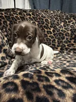 Mahi , a male German Shorthaired Pointer for sale in Trenton, FL – 1 of 10