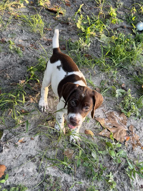 Mahi  – German Shorthaired Pointer puppy for sale in Trenton, FL