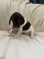 Fisher, a male German Shorthaired Pointer for sale in Trenton, FL – 8 of 9