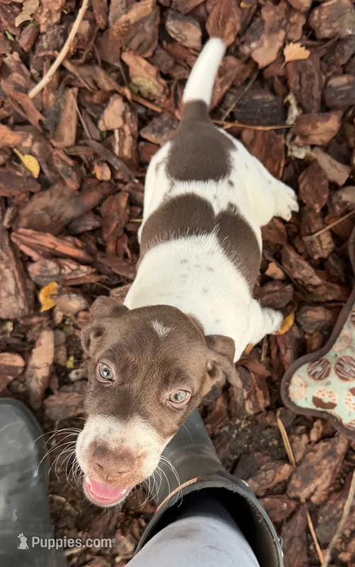 Mahi  – German Shorthaired Pointer puppy for sale in Trenton, FL