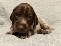 Trigger, a male German Shorthaired Pointer for sale in Trenton, FL – 2 of 7