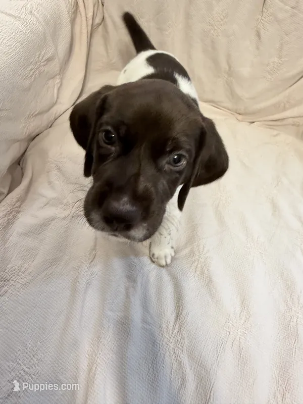 Fisher – German Shorthaired Pointer puppy for sale in Trenton, FL