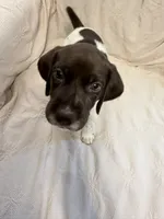 Fisher, a male German Shorthaired Pointer for sale in Trenton, FL – 1 of 9