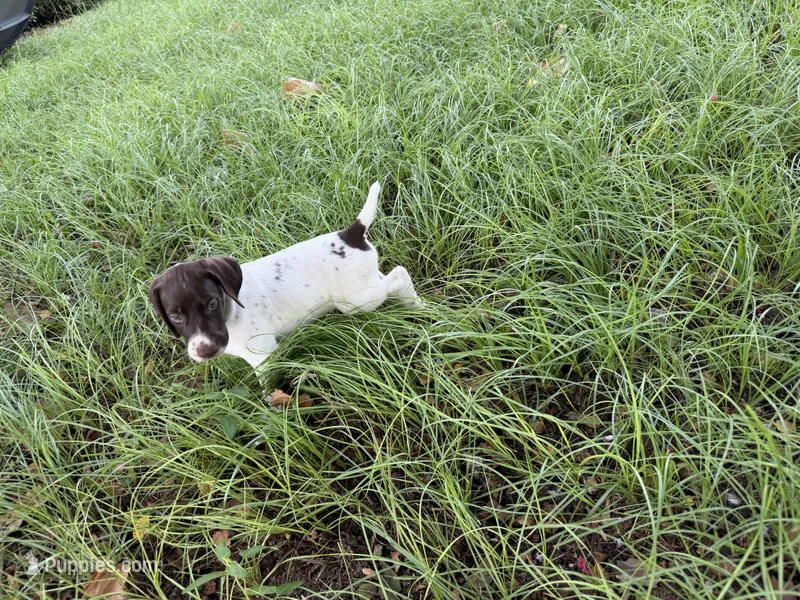 Loomis – German Shorthaired Pointer puppy for sale in Trenton, FL