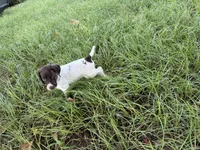  G Loomis, a male German Shorthaired Pointer for sale in Trenton, FL – 5 of 9