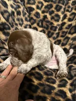Sunny, a female German Shorthaired Pointer for sale in Trenton, FL – 4 of 8