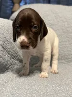 Loomis, a male German Shorthaired Pointer for sale in Trenton, FL – 3 of 8