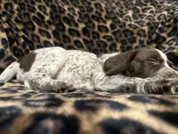 Maverick, a male German Shorthaired Pointer for sale in Trenton, FL – 6 of 10