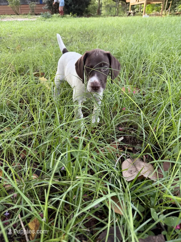 Loomis – German Shorthaired Pointer puppy for sale in Trenton, FL