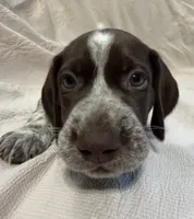 Maverick, a male German Shorthaired Pointer for sale in Trenton, FL – 3 of 10