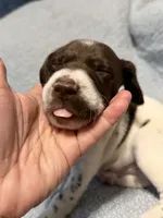 Mahi , a male German Shorthaired Pointer for sale in Trenton, FL – 4 of 10