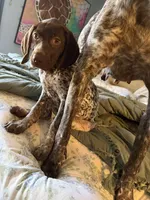 Dottie Girl, a female German Shorthaired Pointer for sale in Trenton, FL – Photo 1 of 8