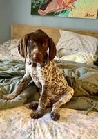 Dottie Girl, a female German Shorthaired Pointer for sale in Trenton, FL – Photo 2 of 8