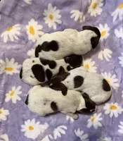 Dottie Girl, a female German Shorthaired Pointer for sale in Trenton, FL – Photo 7 of 8