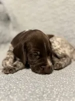 Trigger, a male German Shorthaired Pointer for sale in Trenton, FL – 7 of 7